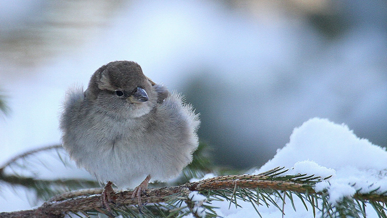 Talipallot eivät varpusta kiinnosta, mutta se syö talviruokintapaikalta mielellään siemeniä ja pähkinöitä.