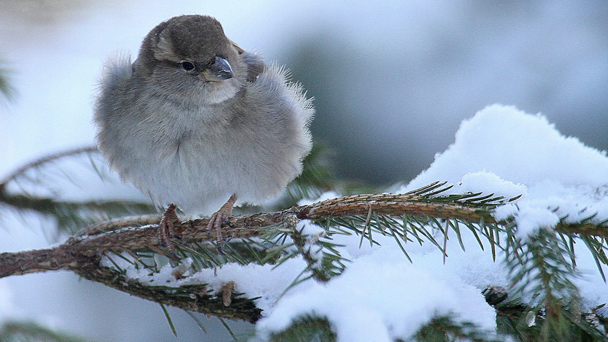 Sakari Topeliuksen kirjoittaman Varpunen jouluaamuna -laulun taustalla on raskas suru.