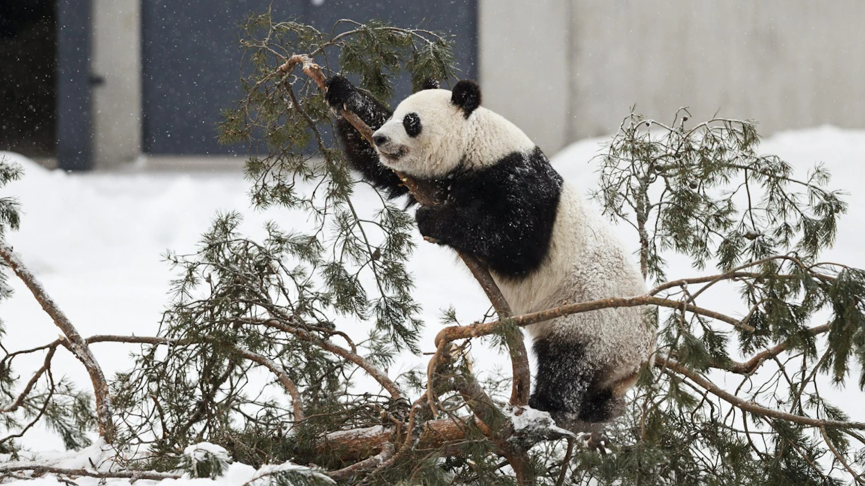 Pandakaksikon naaras Lumi keinosiemennettiin aiemmin tänä vuonna. Kuva helmikuulta 2018.