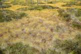 Ministeriön esityksen mukaan metsähanhen metsästys sallittaisiin Lapin maakunnassa lukuun ottamatta valtatien E8 merenpuoleisia alueita Tornion, Keminmaan, Kemin ja Simon kunnissa. 