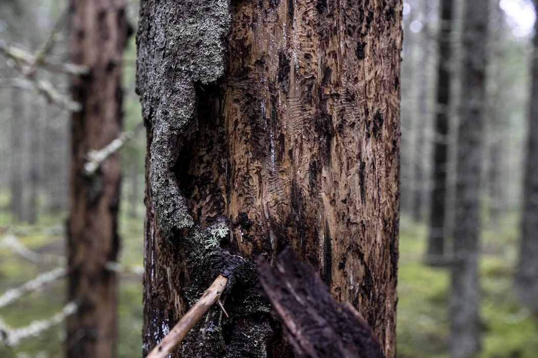 Kirjanpainajan tuhot näkyvät selvästi, kun kaarna irtoaa. Silmältä piilossa tapahtuu kuitenkin solurakenteen muutos, joka tekee puusta kelvottoman sellunraaka-aineeksi.