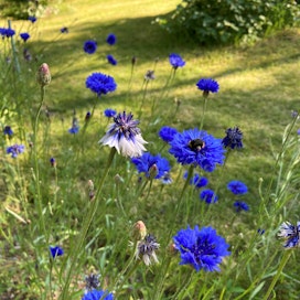 Näyttävimmin kesän mittaan kukkivat siniset ruiskaunokit. 