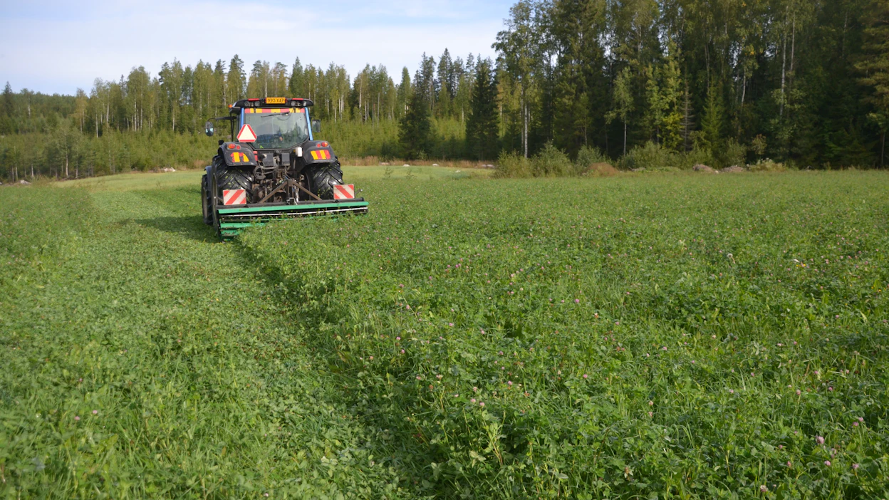 Crimperroller on takanostolaitteessa ja koneella ajetaan taakseajolaitteella. Työ on nopea tehdä, ajonopeus on noin 10 km/h. Multaa ei vielä paljastu, mutta pääkasvusto on murskana ja apila saa tilaa. Jos murskaa painattaa liikaa, apilakin kärsii enemmän. Kuvat on otettu aamulla 23.8., kun kasvustossa on vielä vesipisaroita.