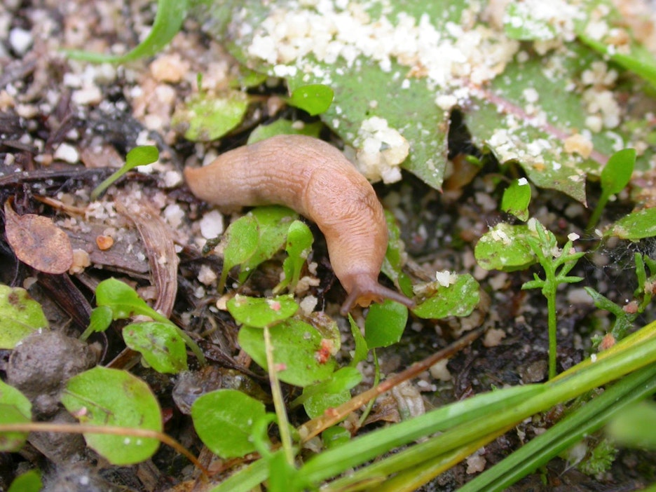 Etana jäi ansaan Jokioisten pellolla.