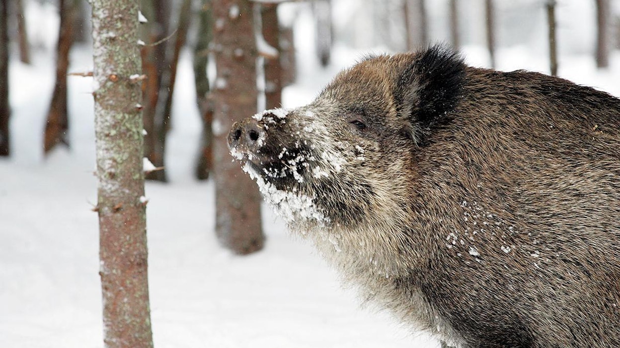 Villisika on kaikkiruokainen eläin. Kuvan yksilö on kuvattu tarhaolosuhteissa.