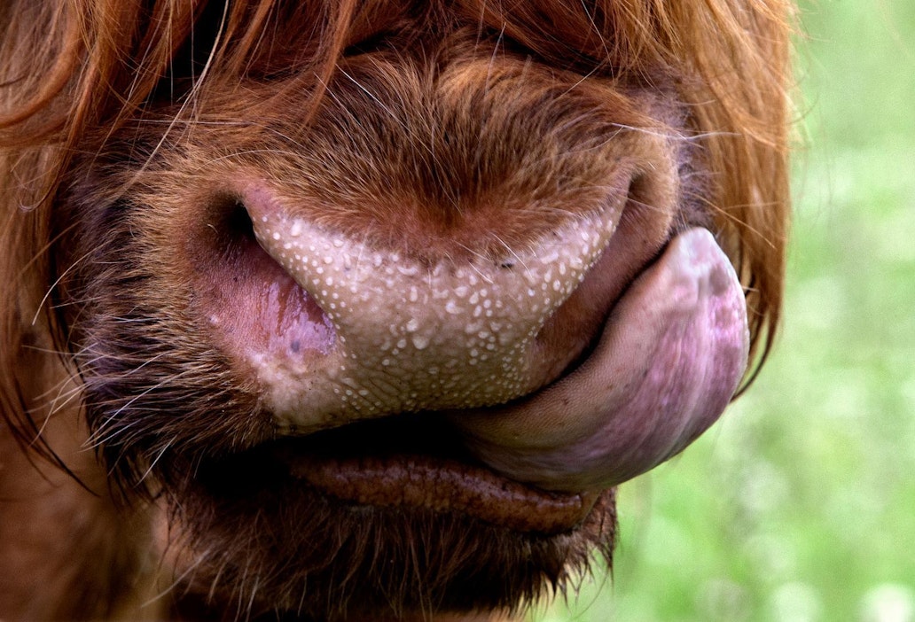 Eläinsuojeluvalvonnan pitäisi olla yhtenäistä koko maassa.