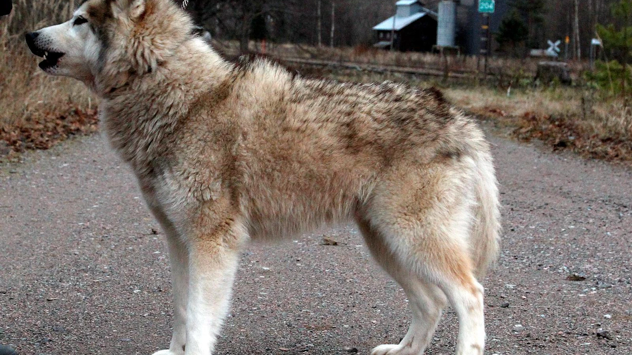 Kuvassa on lemmikiksi risteytetty koirasusi. Luonnosta koirasusia ei ole löytynyt kahdeksaan vuoteen.