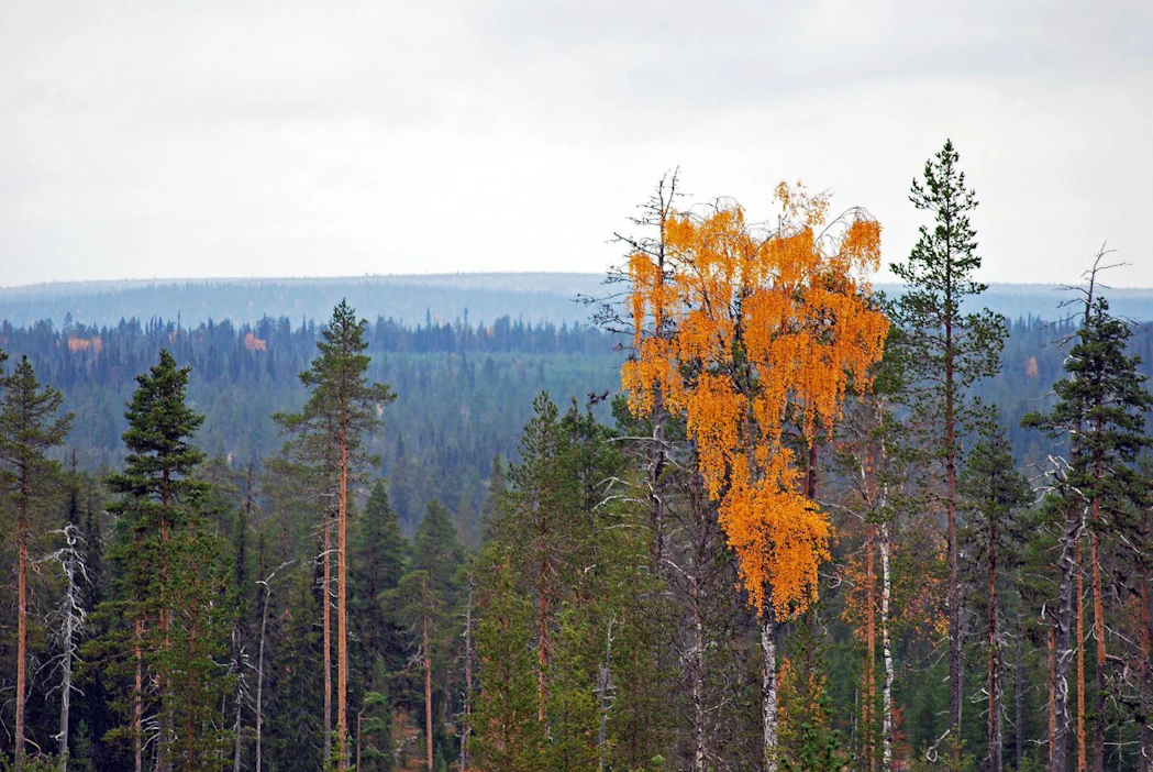 Pelkosenniemellä mietitään, löytyisikö osaava kunnanjohtaja itälappilaisiin maisemiin paremmin, jos työsarkana olisi kahden kunnan johtaminen.