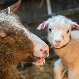 Kaikki lampaat merkitään elintarviketurvallisuuden vuoksi lammasrekisteriin. Epätavalliset merkinnät siellä lisäävät tilan riskiä osua valvontaan. Kuva ei liity tapaukseen.