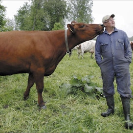 Miehen tuoksu pistää lehmätkin sekaisin, näytelmän Arvia esittävä Hannu Laamanen vitsailee Tuomo ja Mimmo Koukosen lypsykarjatilalla, jossa Laamanen on tuttu lomittaja. Lehmän nimi on Ilotyttö. Jaana Kankaanpää