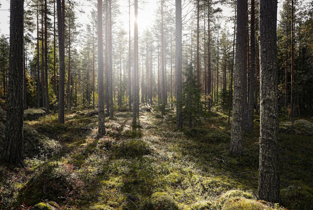 Tavoitteena on saada Euroopan komissio huomioimaan jäsenmaiden huoli metsästrategiasta.