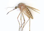 Coquillettidia richiardii -hyttysen hengityselimissä  on piikki, jonka se pistää esimerkiksi kasvin pinnalla  olevaan ilmataskuun. Näin se voi olla kauan veden alla.