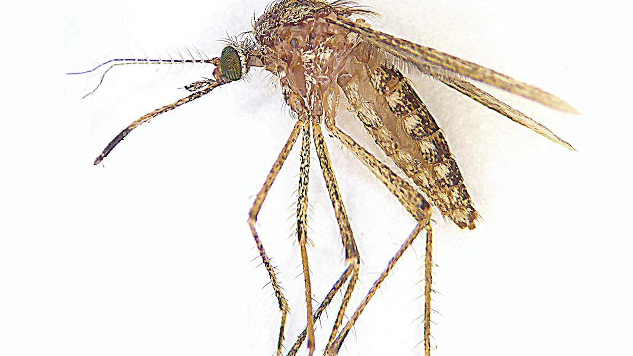 Coquillettidia richiardii -hyttysen hengityselimissä on piikki, jonka se pistää esimerkiksi kasvin pinnalla olevaan ilmataskuun. Näin se voi olla kauan veden alla.