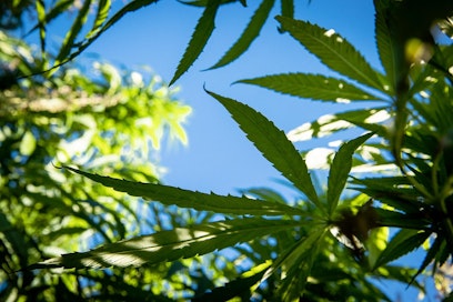 MTK:n Juha Marttila uskoo, että maatiloilta löytyy kyllä hampun kasvattajia, jos se laillistetaan.