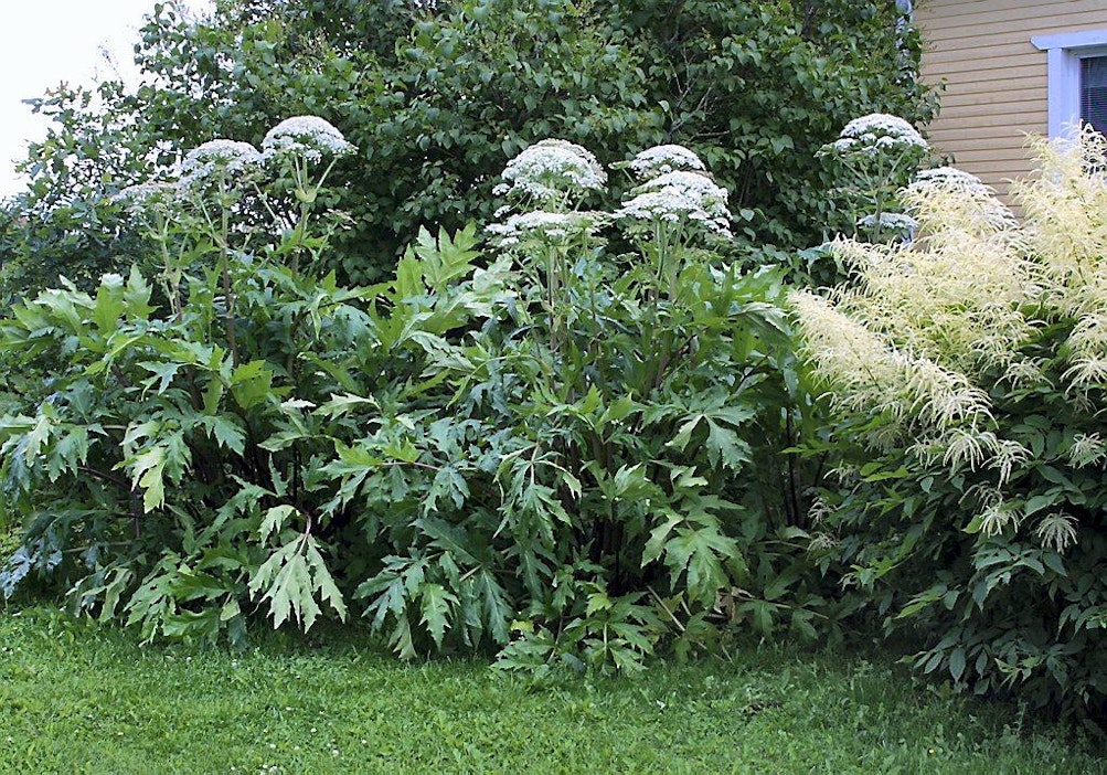 Jättiputki ja Angervo.