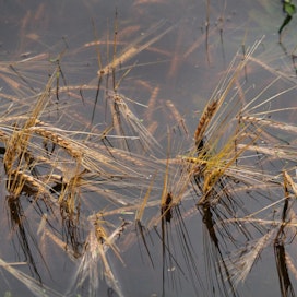 Veden valtaamille pelloille voi saada korvauksen, jos on ottanut vakuutuksen ennen kylvöjä.