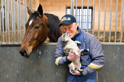 Stefan Melander on voittanut Elitloppetin valmentajana Nuncion ja Icelandinkin kanssa. Nyt ainakin Click Bait pääsee tallista koittamaan samaa. Huom! Kuvan hevonen ei ole Nuncio, nimi ei ole tiedossa.