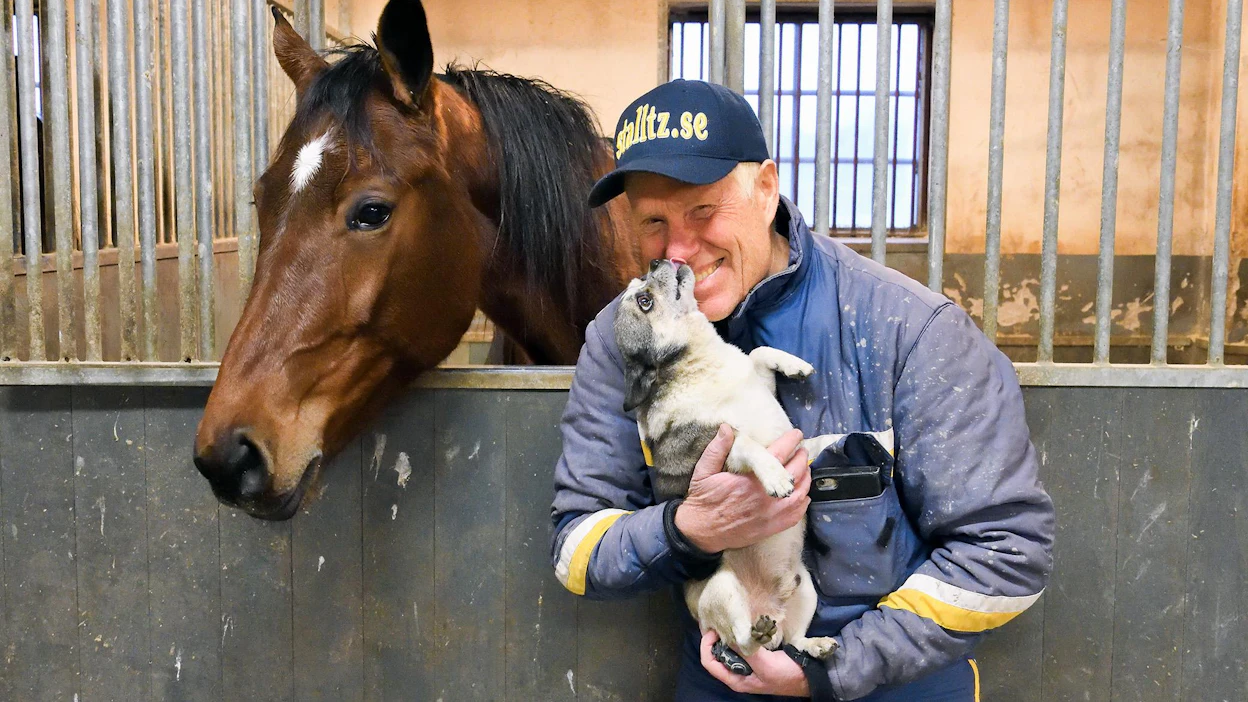 Stefan Melander on voittanut Elitloppetin valmentajana Nuncion ja Icelandinkin kanssa. Nyt ainakin Click Bait pääsee tallista koittamaan samaa. Huom! Kuvan hevonen ei ole Nuncio, nimi ei ole tiedossa.