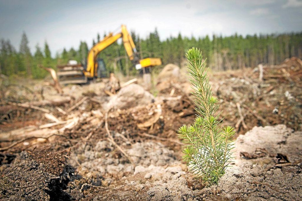 koneellinen metsänistutus, kaivinkone metsässä istuttamassa kuusentaimia
