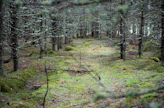 Metsätutkan mukaan metsänomistajat Pohjois-Suomessa olivat eniten kiinnostuneita tuottamaan hiilensidontaa korvausta vastaan.