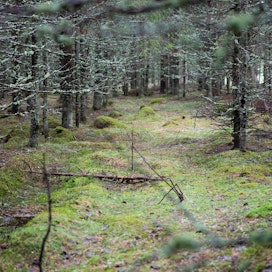 Metsätutkan mukaan metsänomistajat Pohjois-Suomessa olivat eniten kiinnostuneita tuottamaan hiilensidontaa korvausta vastaan.