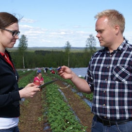 Suonenjoella testattavaa marjatilojen sähköistä tiedonkeruujärjestelmää ei ole käytössä muualla Suomessa. Järjestelmää testaavat kuvassa Metsäpellon mansikat -tilan Pauliina Kovanen ja Kihon Lari Tirkkonen.