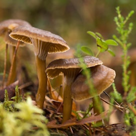 Vielä ei kannata menettää toivoaan, vaikka sieniä ei ole löytynyt. Etelä-Suomessa suppilovahveroita voi yleensä kerätä vielä marraskuussa.