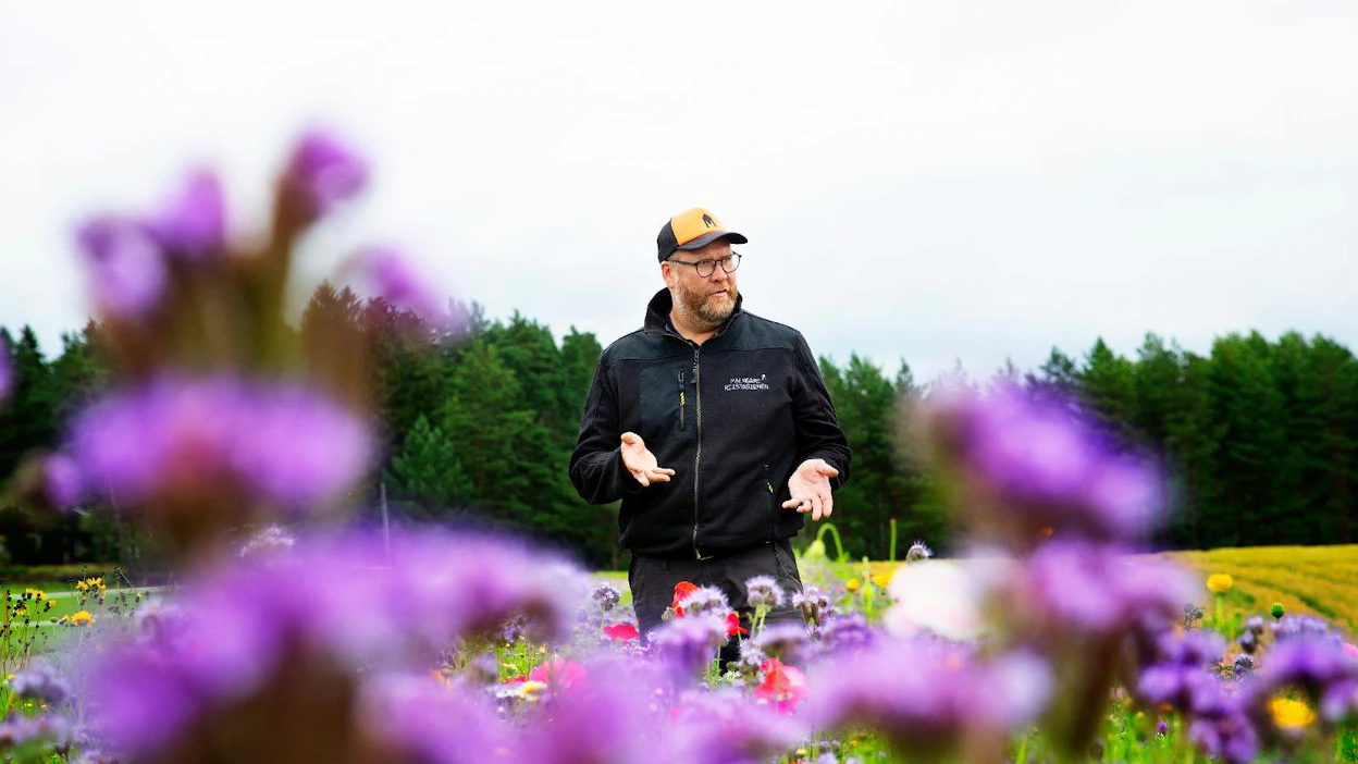 Kirjavana kukkiva keto reunustaa Sebastian Sohlbergin tilalle vievän tien vartta Siuntiossa. "Hyönteiset hyötyvät ja ohikulkijat näkevät, että tuossa tehdään jotain ympäristön hyväksi."