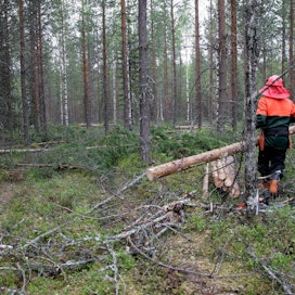 MTK:n mukaan metsureista on pulaa koko maassa.