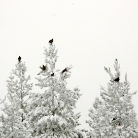 Maan pohjoisosissa metson ja teeren metsästys on tänä vuonna sallittu 20.–31. tammikuuta.
