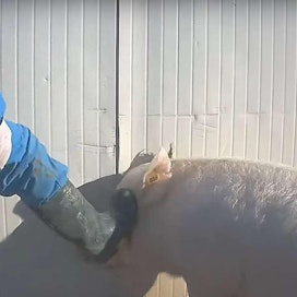 Videon perusteella eläimiä kohdellaan parmankinkkua tuottavalla sikatilalla kaltoin.