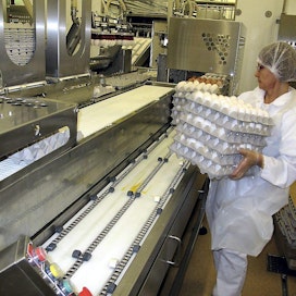 Munax Oy Laitilasta investoi kolme miljoonaa uuteen munatuotetehtaaseen. Munax Oy Laitilasta investoi kolme miljoonaa uuteen munatuotetehtaaseen. Anne Jalonen nostelee munakennoja munien kuorintalaitteeseen.