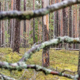 EU:n monimuotoisuusstrategia haluaa varjella vanhoja ja luonnontilaisia metsiä.