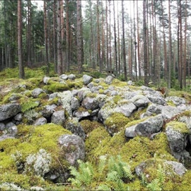 Nauvossa metsän keskellä oleva kivikko onkin prossikautinen hautaröykkiö. Markku Vuorikari