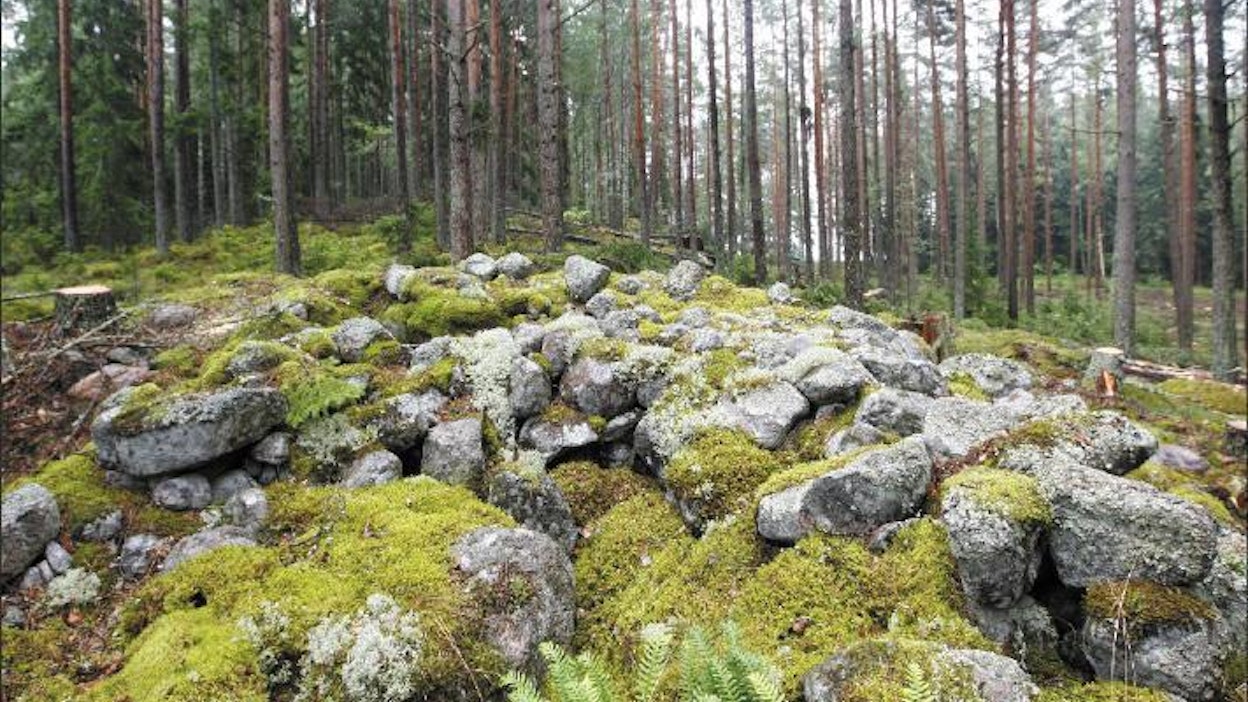 Nauvossa metsän keskellä oleva kivikko onkin prossikautinen hautaröykkiö. Markku Vuorikari
