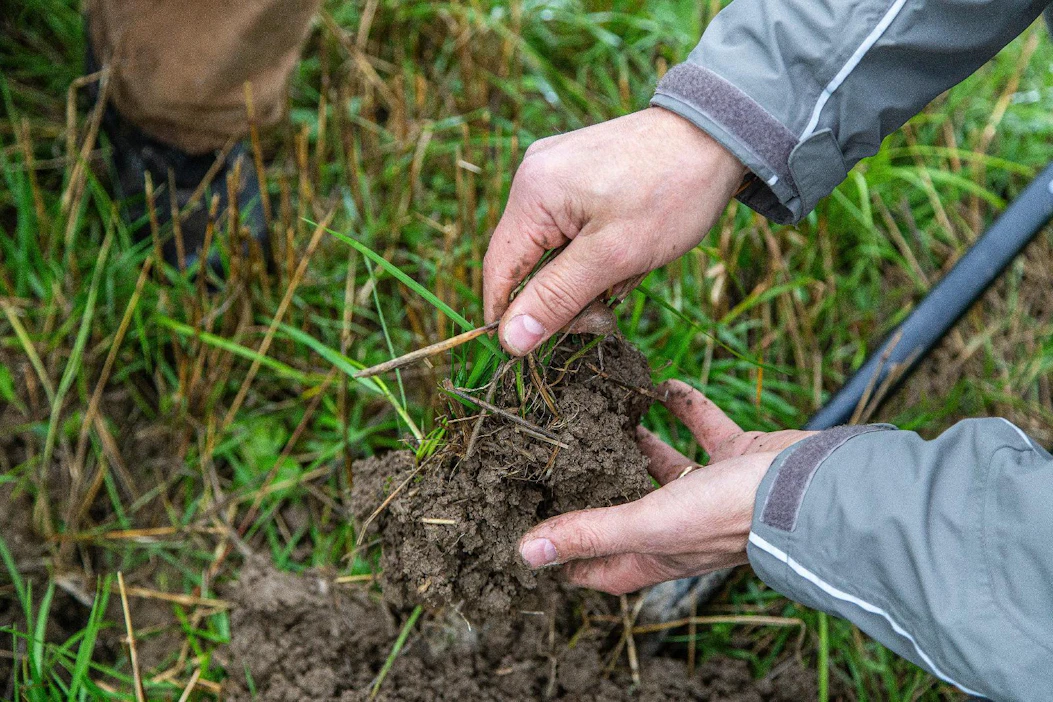 S-Pankki lanseeraa uuden erikoissijoitusrahaston, joka sijoittaa suomalaisiin peltoihin ja uudistavaan viljelyyn. Kuvassa tarkastellaan syväjuuristen kasvien vaikutusta maaperän rakenteeseen. Kuvituskuva.