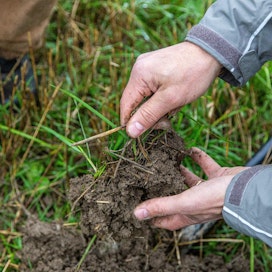 S-Pankki lanseeraa uuden erikoissijoitusrahaston, joka sijoittaa suomalaisiin peltoihin ja uudistavaan viljelyyn. Kuvassa tarkastellaan syväjuuristen kasvien vaikutusta maaperän rakenteeseen. Kuvituskuva.
