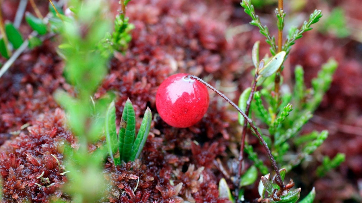 ”Suorastaan kunnioitan tätä marjaa, siksi se on tämän metsäsuon aarre”, Pyynönen kirjoittaa karpalosta.