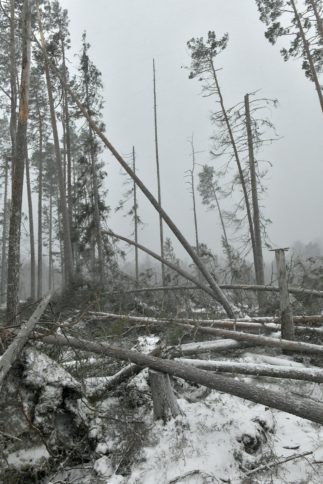 Myrskyssä kaatuneet puut voivat olla otollisia kohteita kirjanpainajalle. Hannes-myrsky teki tuhojaan joulukuun lopussa.