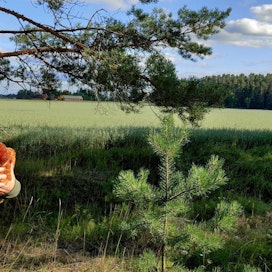 Jami Susijärvi vuokraa puolisonsa kanssa Urjalasta käsin tavallisena kesänä 200–300 kanaa. Tänä vuonna vuokrausta ei koronan vuoksi toteutettu.