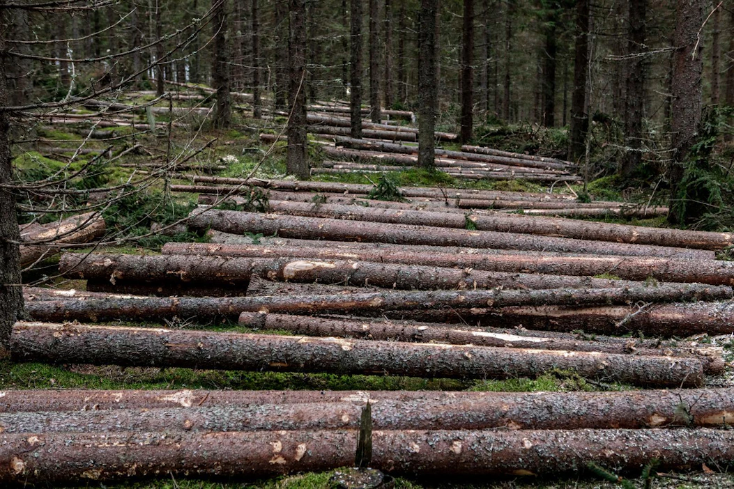 Puun ostajat ovat nyt kiinnostuneita etenkin harvennusleimikoista. Tukin kysyntä sen sijaan on laimentunut.