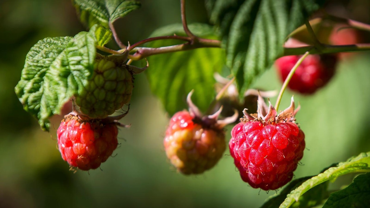 Tulevaisuudessa kotimainen tuore vadelma voi olla myös keskitalven herkku.