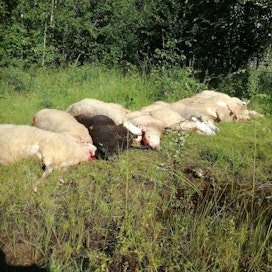 Kuolleita ja kuolettavasti haavoittuneita lampaita löytyy pitkin metsälaidunta. Sudet ajoivat lampaat erilleen laumasta.