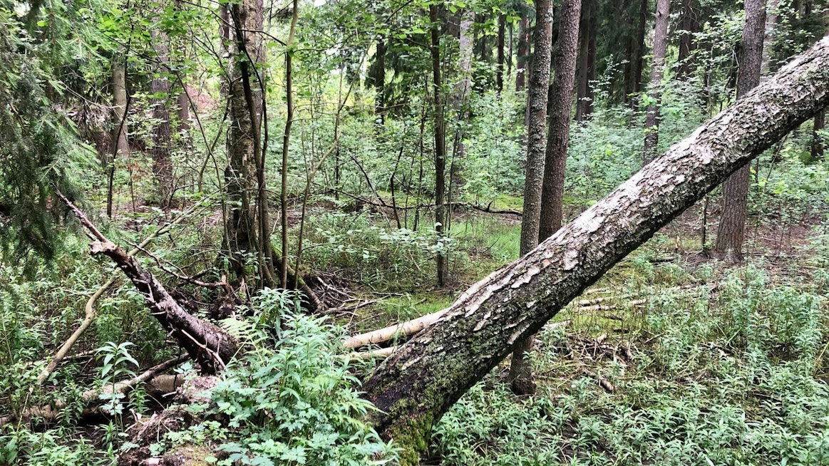 Tutkijoiden mukaan Suomen ympäristökeskuksen lahopuuarviot ovat heikolla pohjalla.