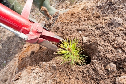 Metsän uudistaminen viljelemällä on vähentynyt viime vuosina.