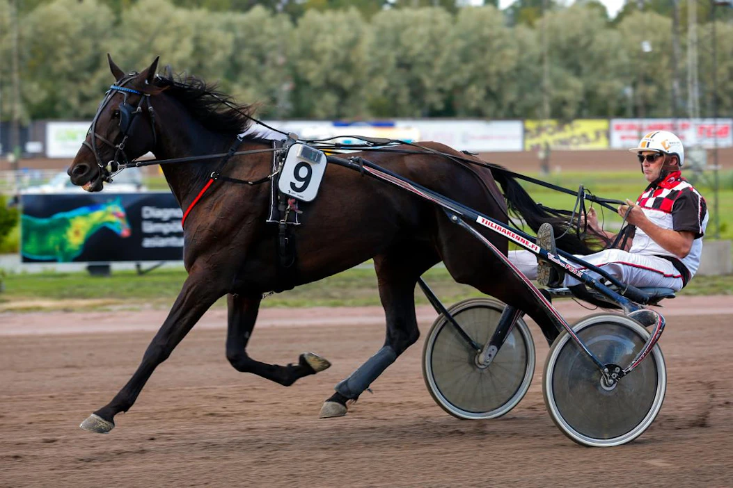 Muhkearaaminen Muckelymimmy on yksi ravivuoden raketeista. Jari Aution ja Katja Luoman tamma on ottanut voittonsa leikitellen. Derby-karsinnassa "Mimmi" jäi pussiin Mascate Matchin kantaan.