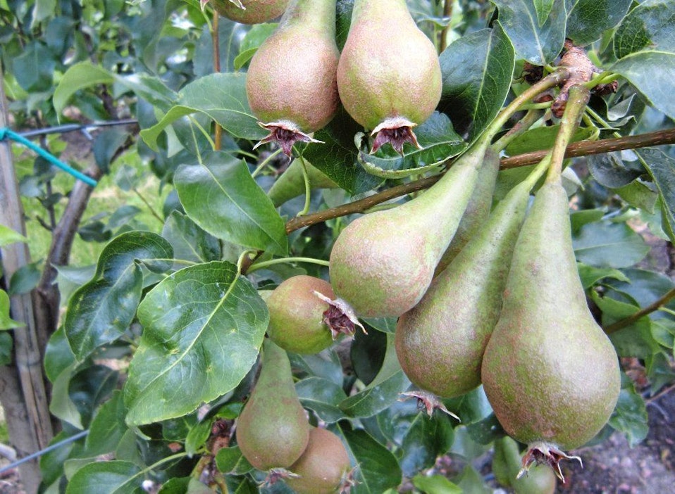 Uudistus helpottaisi erityisesti omena- ja päärynäsiiderin tuottajien asemaa.