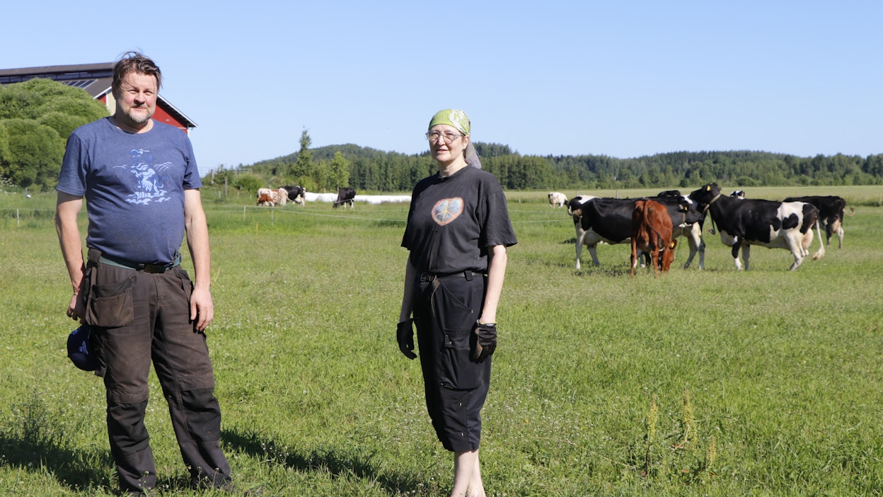 Kiteeläiset maidontuottajat Antti ja Kati Timonen toivovat sadetta kasvattamaan toista nurmirehusatoa, joka on tilan tärkein sato.