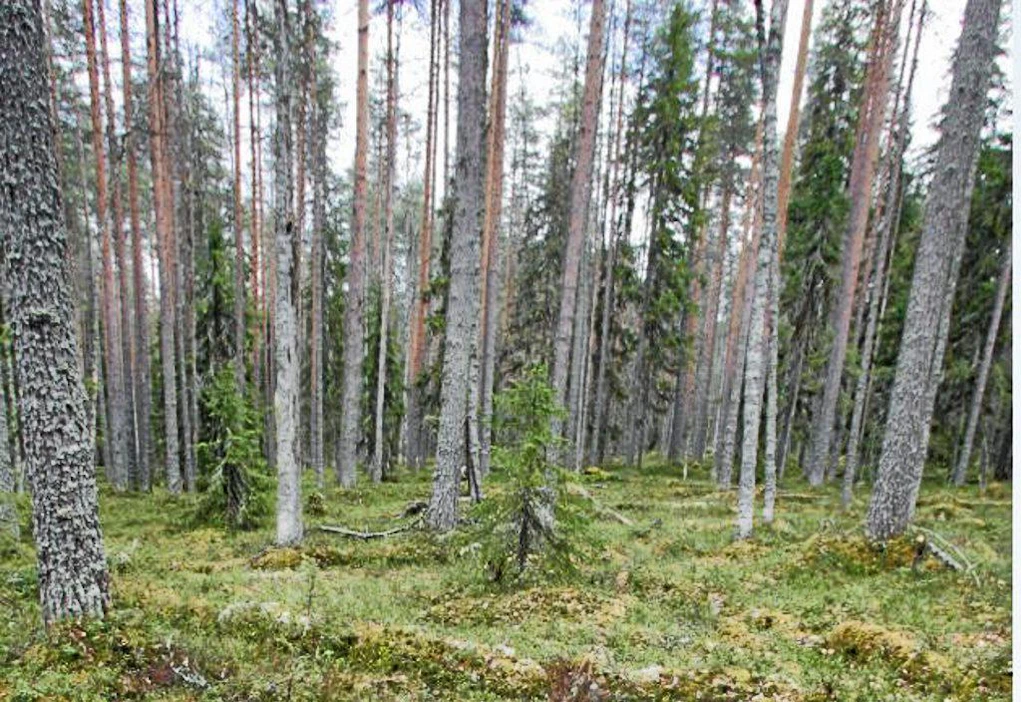 Metsän arvoon vaikuttavat puuston ominaisuuksien lisäksi myös tiestö ja korjuuolosuhteet.