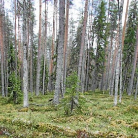 Metsän arvoon vaikuttavat puuston ominaisuuksien lisäksi myös tiestö ja korjuuolosuhteet.